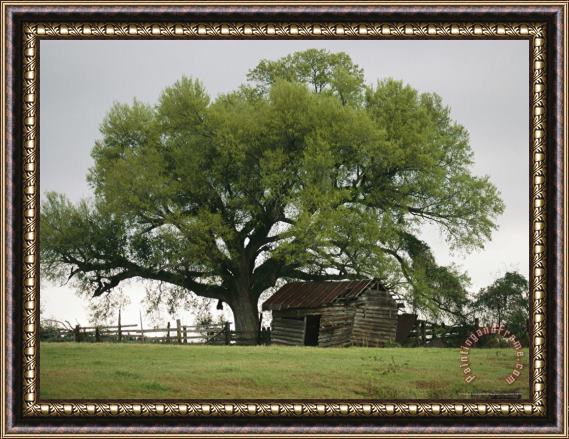 Raymond Gehman Old Log Cabin Under a Large Tree Framed Painting
