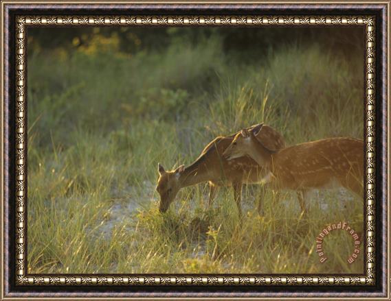 Raymond Gehman Pair of Young Sitka Deer Among Tall Grasses Framed Painting