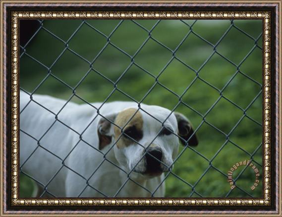 Raymond Gehman Pet Dog Behind a Chain Link Fence Framed Print