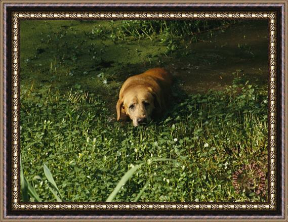 Raymond Gehman Pet Dog Takes a Dip in Swampy Water Framed Print