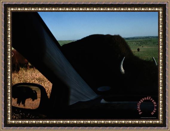 Raymond Gehman Picture of Bison Taken From Inside a Car Framed Painting