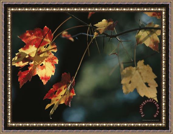 Raymond Gehman Pine Needles Caught on an Autumn Colored Maple Leaf Framed Print