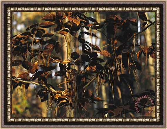 Raymond Gehman Pine Needles Hanging in The Branches of a Beech Tree Framed Painting