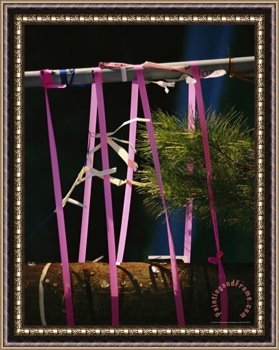 Raymond Gehman Pine Seedling Between Two Stakes Held Together with Pink Ties Framed Painting