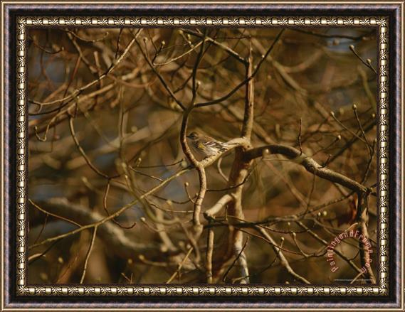 Raymond Gehman Pine Warbler Sitting on a Branch in a Leafless Tree Framed Print
