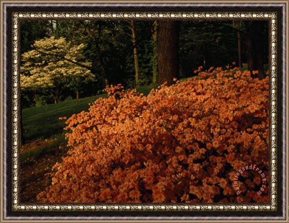 Raymond Gehman Pink Azalea And Dogwood Tree in Bloom in a Wooded Setting Framed Painting