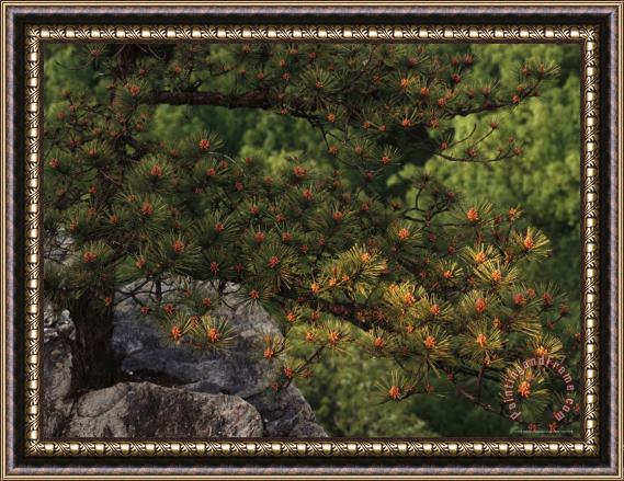 Raymond Gehman Pitch Pine Needles in Late Afternoon Light Framed Painting