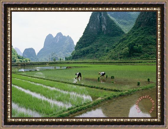 Raymond Gehman Planting Rice with Limestone Karst Mountains in The Background Near Guilin Framed Painting