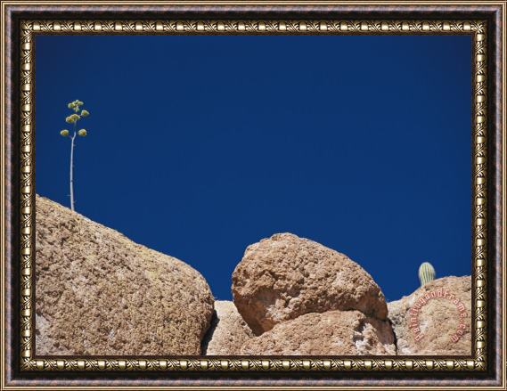Raymond Gehman Plants Grow on The Surface of a Large Rock Framed Print