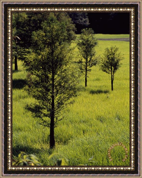 Raymond Gehman Pond Cypress Trees Growing Near The Shore of Kentucky Lake Framed Painting