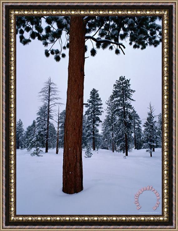 Raymond Gehman Ponderosa Pine in Snow Framed Print