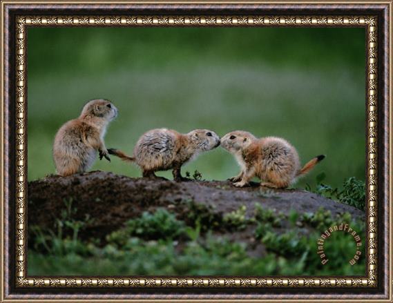 Raymond Gehman Prairie Dogs Touch Noses in a Possible Prelude to Kin Recognition Framed Print