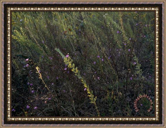 Raymond Gehman Prairie Grass Meadow with Wildflowers Framed Painting