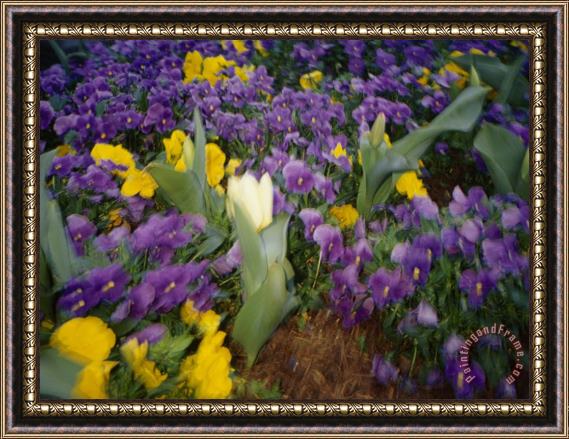 Raymond Gehman Purple And Yellow Pansies And a Yellow Tulip on Connecticut Avenue Framed Painting