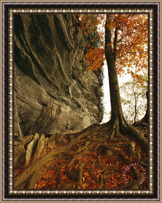 Raymond Gehman Raven Rock And Autumn Colored Beech Tree Framed Painting