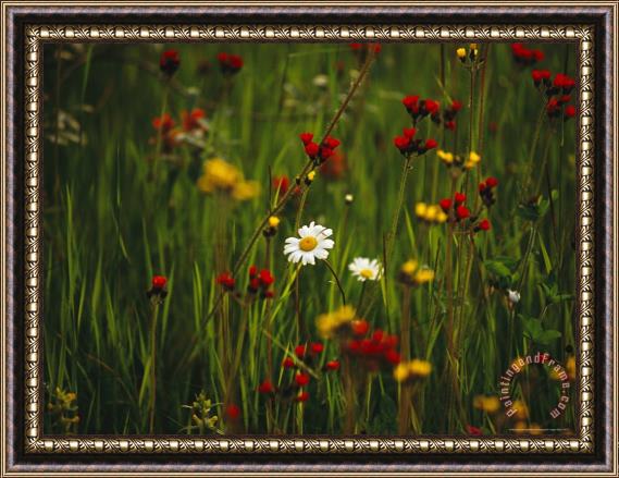 Raymond Gehman Red And Yellow Wildflowers Bloom Around a Wild Daisy Framed Painting