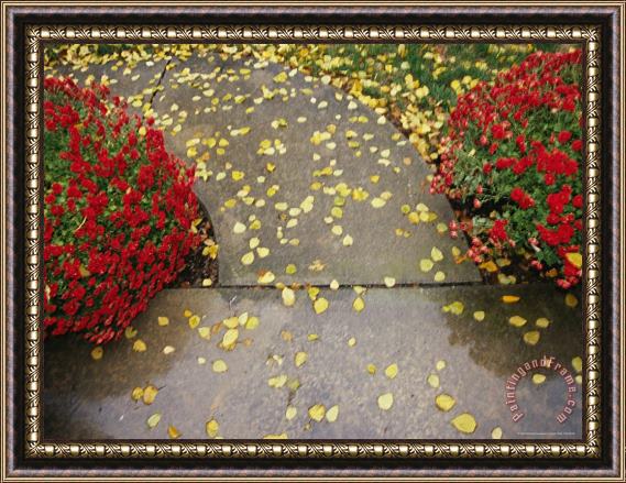 Raymond Gehman Red Chrysanthemums Border a Sidewalk Sprinkled with Birch Leaves Framed Print