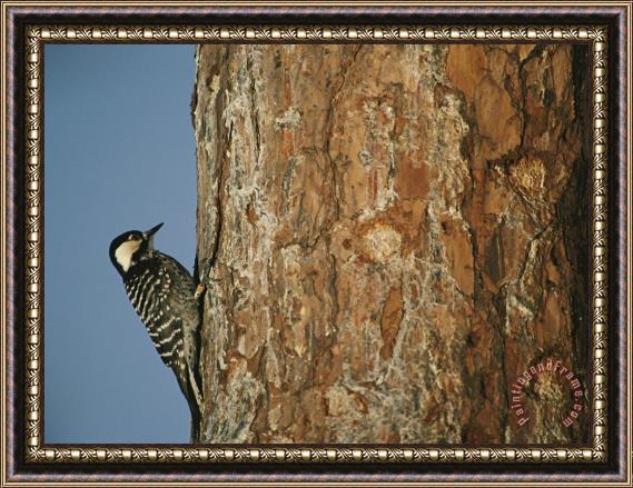 Raymond Gehman Red Cockaded Woodpecker on a Tree Trunk Framed Print
