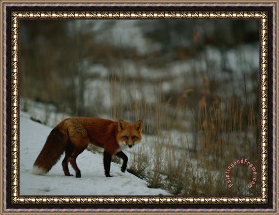 Raymond Gehman Red Fox in The Snow Framed Painting