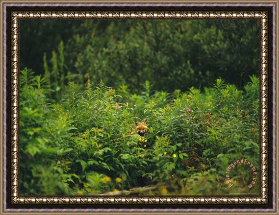 Raymond Gehman Red Fox Vulpes Vulpes Peers Out From a Batch of Wildflowers Framed Print