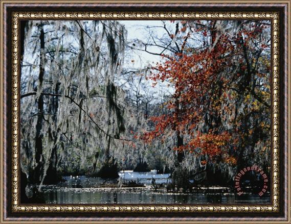 Raymond Gehman Red Maple And Bald Cypress Trees with Spanish Moss Framed Print