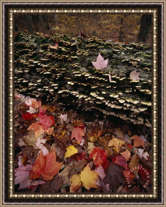 Raymond Gehman Red Maple Leaves Around a Fallen Tree with Scale Fungus Growth Framed Print