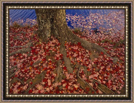 Raymond Gehman Red Maple Tree Leaves Litter The Ground at The Base of The Tree Framed Painting