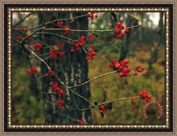 Raymond Gehman Red Service Berries on Leafless Twigs in an Autumn Forest Framed Painting