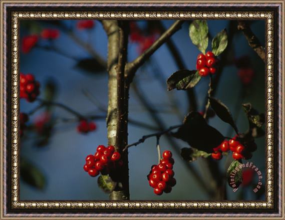 Raymond Gehman Red Serviceberries in Clusters on Twigs Framed Painting
