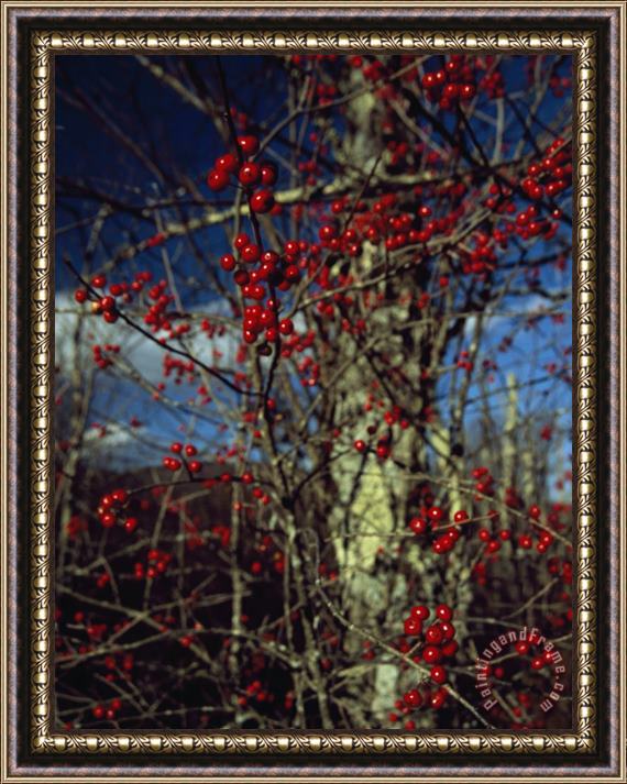 Raymond Gehman Red Serviceberries on Leafless Tree Branches Framed Painting