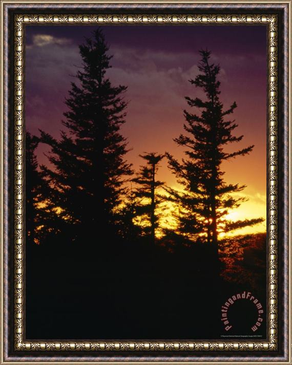 Raymond Gehman Red Spruce Trees Silhouetted at Sunset Framed Painting