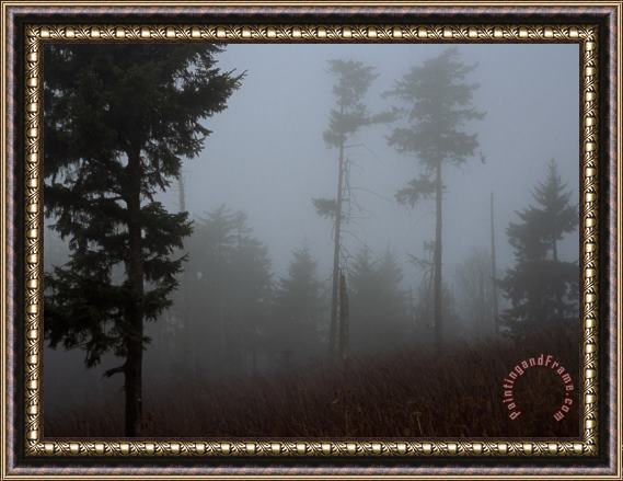Raymond Gehman Red Spruce Trees Silhouetted in Morning Fog Framed Painting