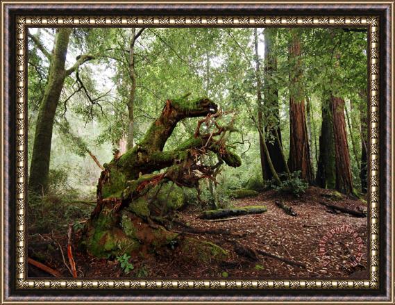 Raymond Gehman Redwoods in Big Basin State Park California Framed Print