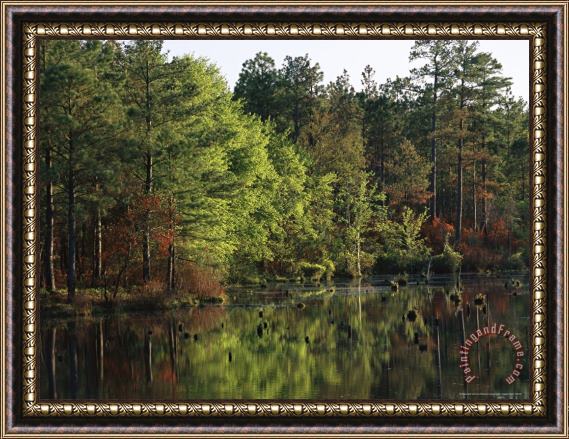 Raymond Gehman Reflections of Trees on Pool D Framed Painting