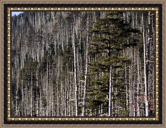 Raymond Gehman Remains of a Spruce Fir Forest on Clingman S Dome Framed Print