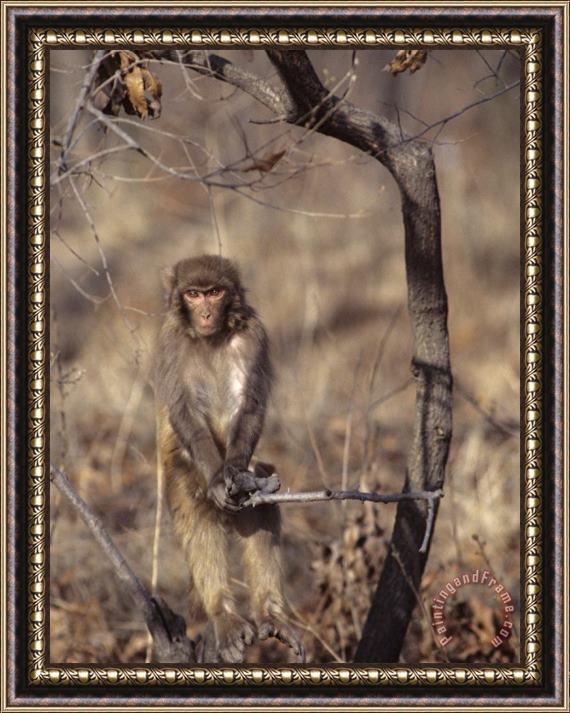 Raymond Gehman Rhesus Monkey in Tree Qinhuangdao Zoo Hebei Province China Framed Print