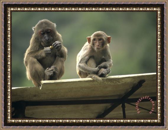 Raymond Gehman Rhesus Monkeys at Concession Area Baiyun Cavern Pingxiang Framed Print