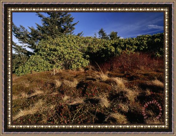 Raymond Gehman Rhododendrons Sedges And Spruces at Round Bald Framed Painting