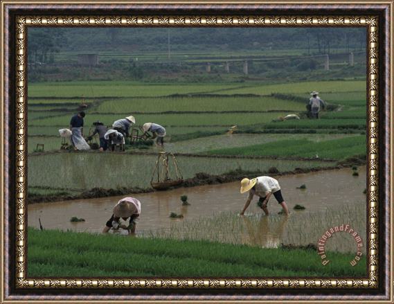 Raymond Gehman Rice Farmers in Paddies Guangxi China Framed Painting