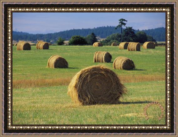 Raymond Gehman Rolls of Hay Dot a Field Framed Print