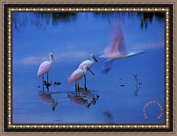 Raymond Gehman Roseate Spoonbills Line Up to Take Flight From Twilight Waters Framed Painting