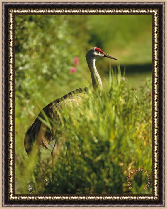Raymond Gehman Sandhill Crane Grus Canadensis Stands Amid Tall Grasses Framed Painting