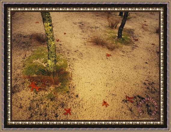 Raymond Gehman Sandy Ground with Moss Covered Tree Trunk Orange Leaves And Grass Near Lake Waccamaw Framed Print