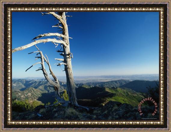 Raymond Gehman Scenic View of a Solitary Bristlecone Pine Tree Framed Painting