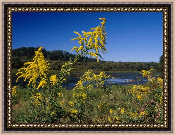 Raymond Gehman Scenic View of Goldenrod Flowers And Waterways Framed Painting
