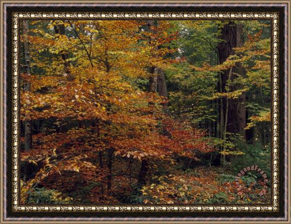 Raymond Gehman Scenic Woodland View of Beech Trees in Autum Hues And Hemlocks Framed Print