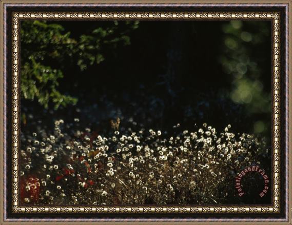 Raymond Gehman Seed Heads of Wildflowers in Autumn Sun Framed Painting