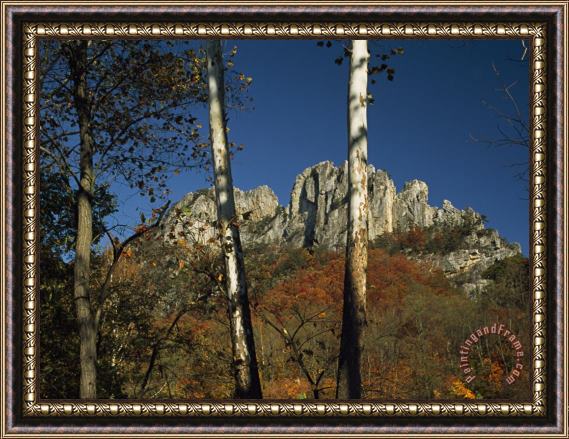 Raymond Gehman Seneca Rocks 900 Feet High with Trees in Autumn Hues Framed Print