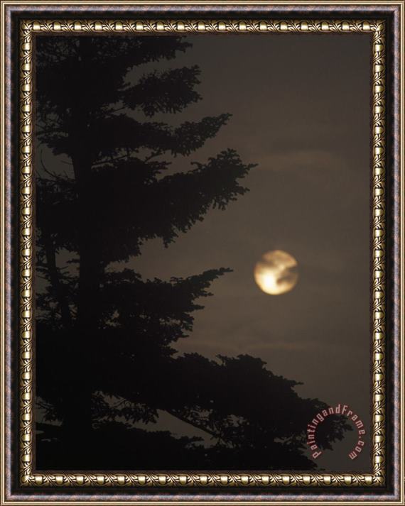 Raymond Gehman Setting Sun And a Silhouetted Spruce Tree in Fog Framed Print