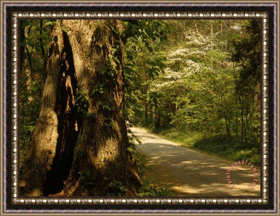Raymond Gehman Shade Dappled Dirt Road Through Lush Forest Framed Painting